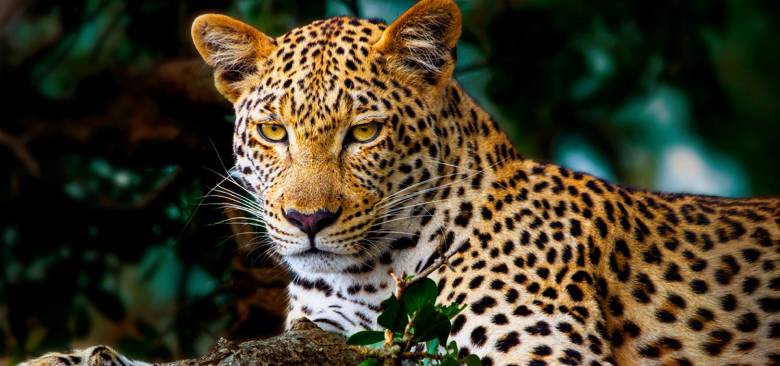 Smart Tivi LG OLED AI B5 4K 48 inch OLED48B5PSA - Tấm nền OLED tái tạo hình ảnh sắc nét